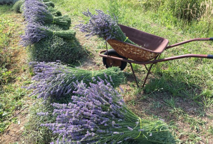 LAVANDA