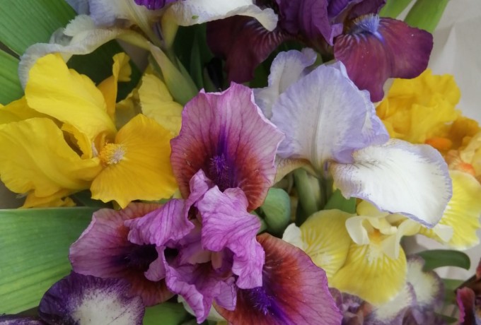 FARM FLOWERS: IRIS DA GIARDINO biologici IN VASO - confezioni natalizie