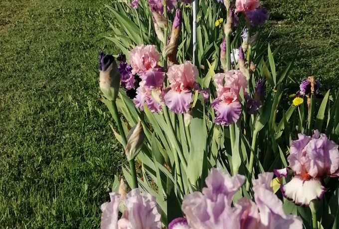 FARM FLOWERS: IRIS DA GIARDINO biologici IN VASO - confezioni natalizie photo 2 